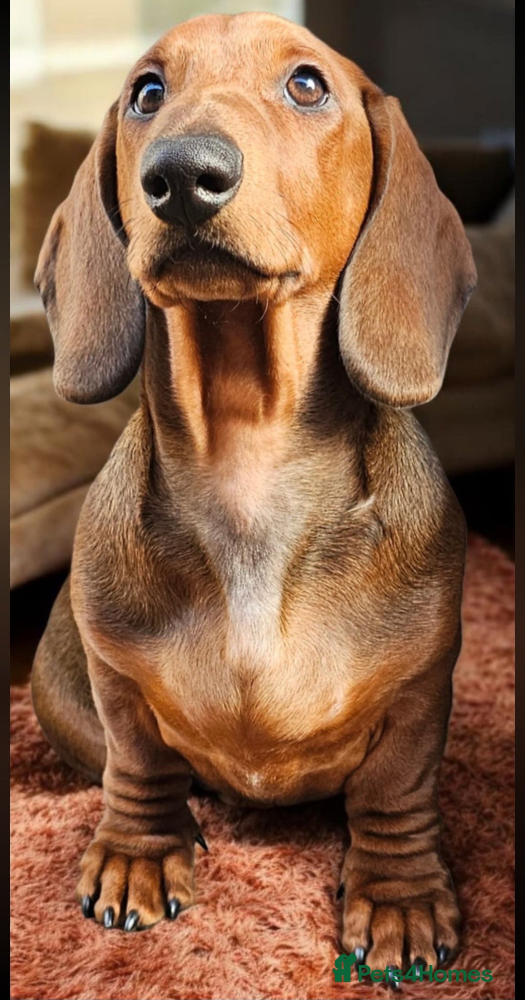 Dachshund dogs Standard smooth haired dachshund male 6 months  - Advert 1