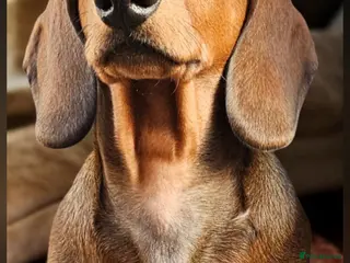 Dachshund dogs Standard smooth haired dachshund male 6 months - Advert 1