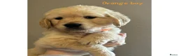 Golden Retriever dogs for sale: Beautiful Golden retriever Pups Showline KC Reg - Advert 6