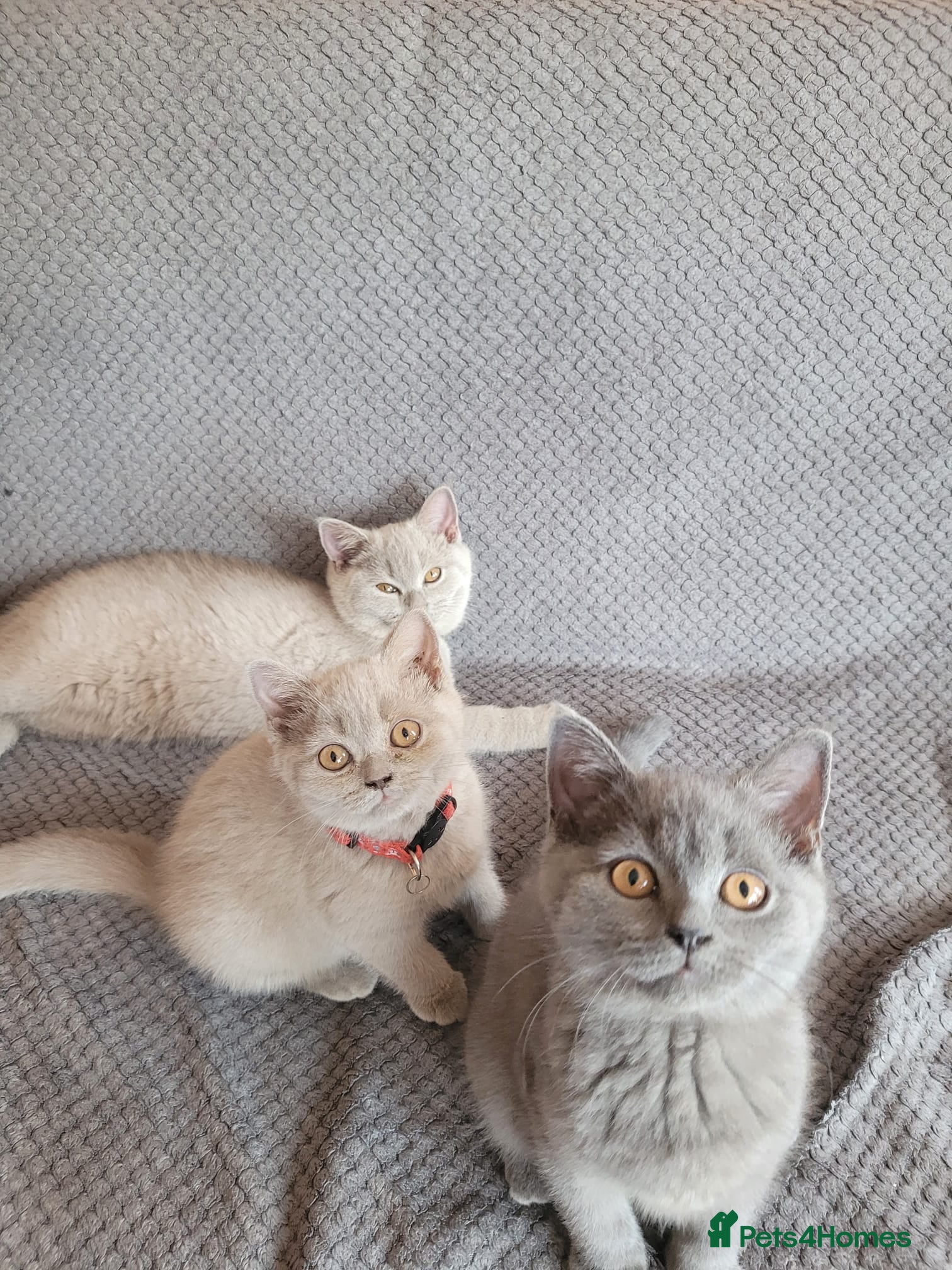 British Shorthair cats 4 adorable British Shorthair kittens - Advert 1