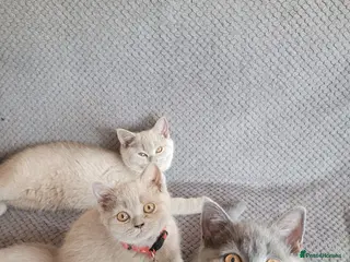 British Shorthair cats 4 adorable British Shorthair kittens - Advert 1