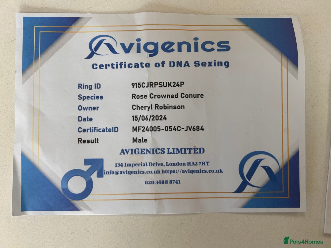 Conures birds for sale: Rose Crowned Conure ‘hand reared’  - Advert 4