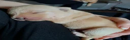 Labrador Retriever dogs for sale: Beautiful Labrador Puppies - Advert 7