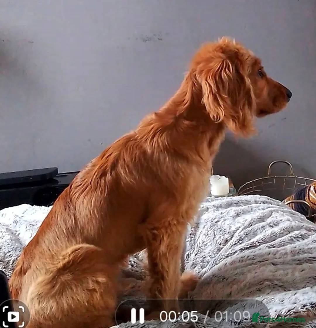 Cocker Spaniel dogs for sale: Loving Cocker Spaniel Needs a New Home – Arlo in Greenhithe - Advert 2
