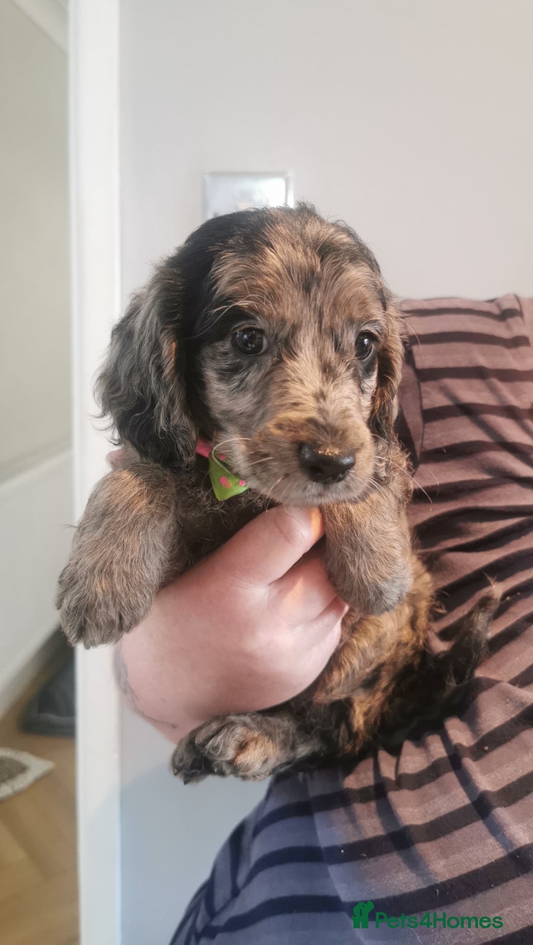 Cockapoo dogs for sale: Cockapoo puppies  - Image 5