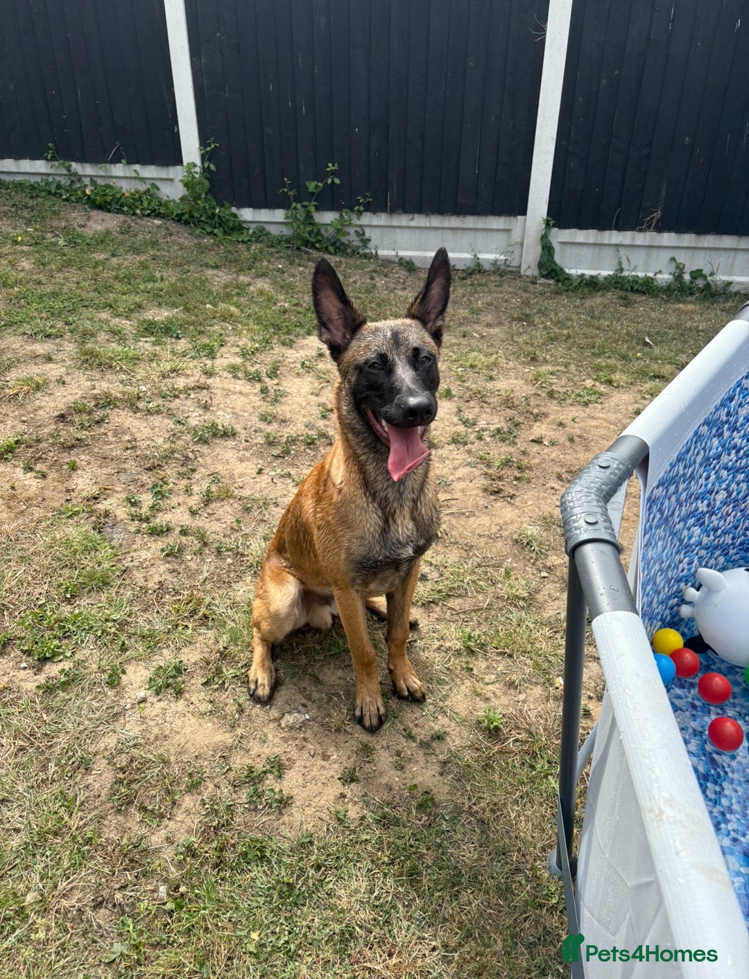 Belgian Shepherd Dog dogs for sale: Rocky - 9 month old Belgian Malinois - Image 2