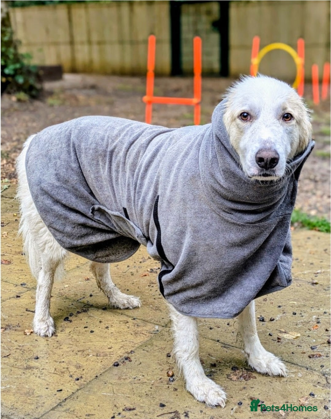 Mixed Breed dogs for sale: Benny looking for a new home - Advert 4