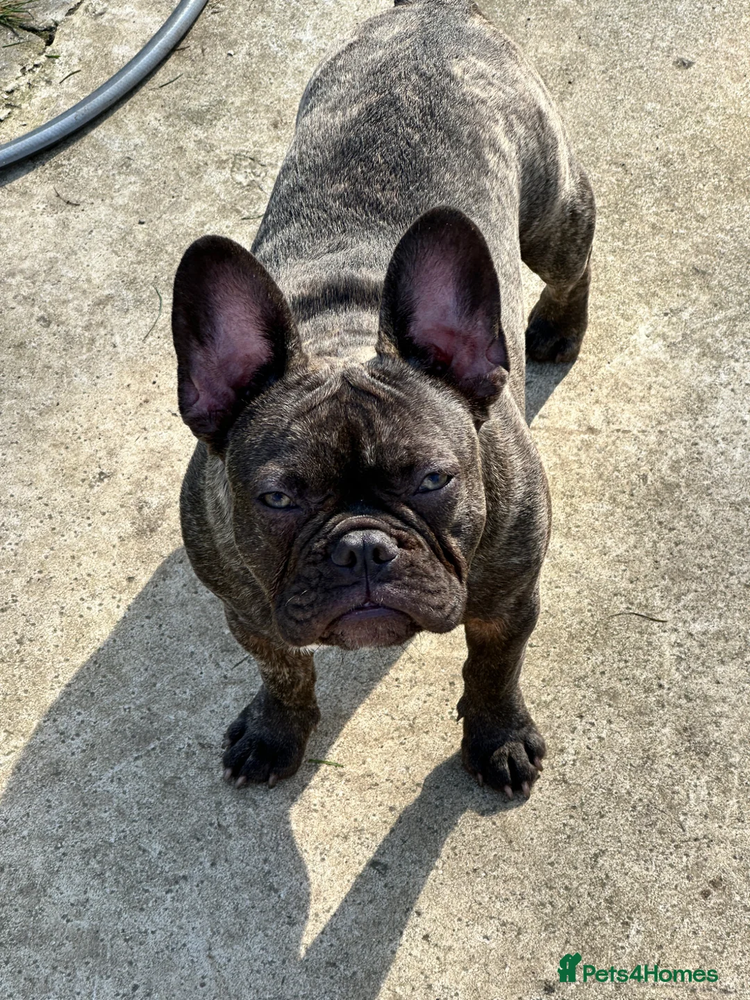 French Bulldog dogs for sale: Female French bulldog  in Norwich - Advert 6