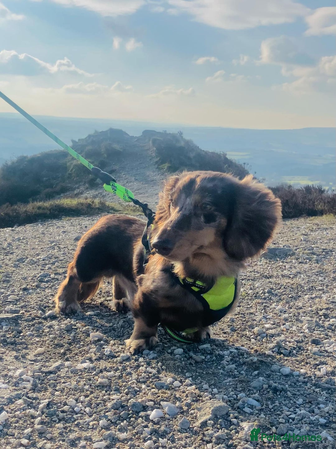 Miniature Dachshund dogs for stud: KC Reg Long Haired Choc Dapple Miniature Dachshund in Gunnislake - Advert 12