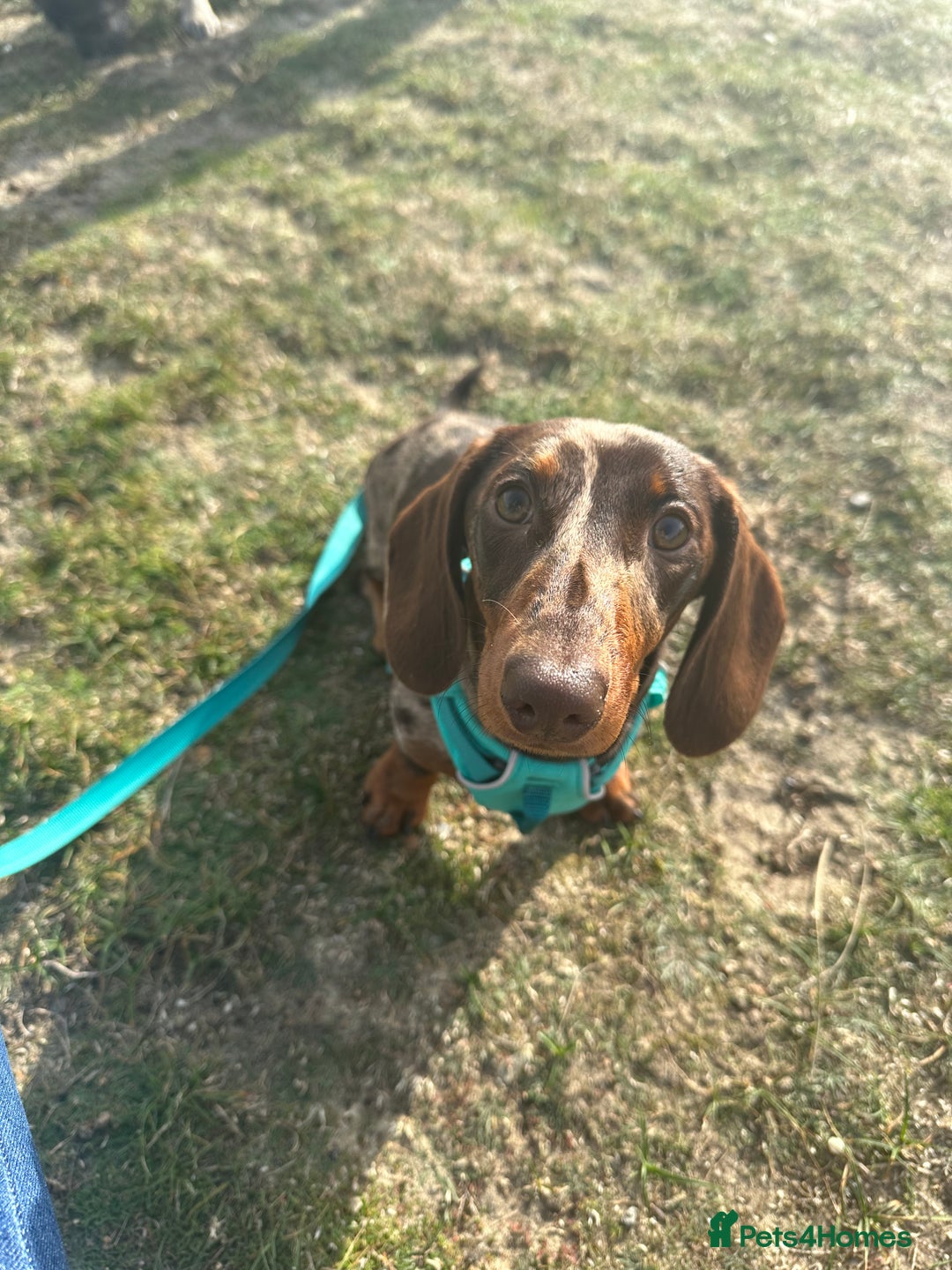 Miniature Dachshund dogs for sale: Otto  - Advert 21