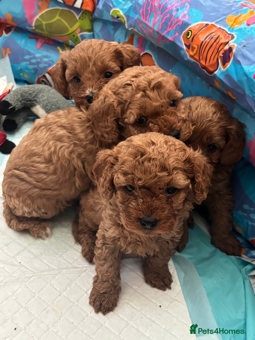 Cavapoo dogs for sale: Toy Cavapoo F1B Health dna tested - Advert 5