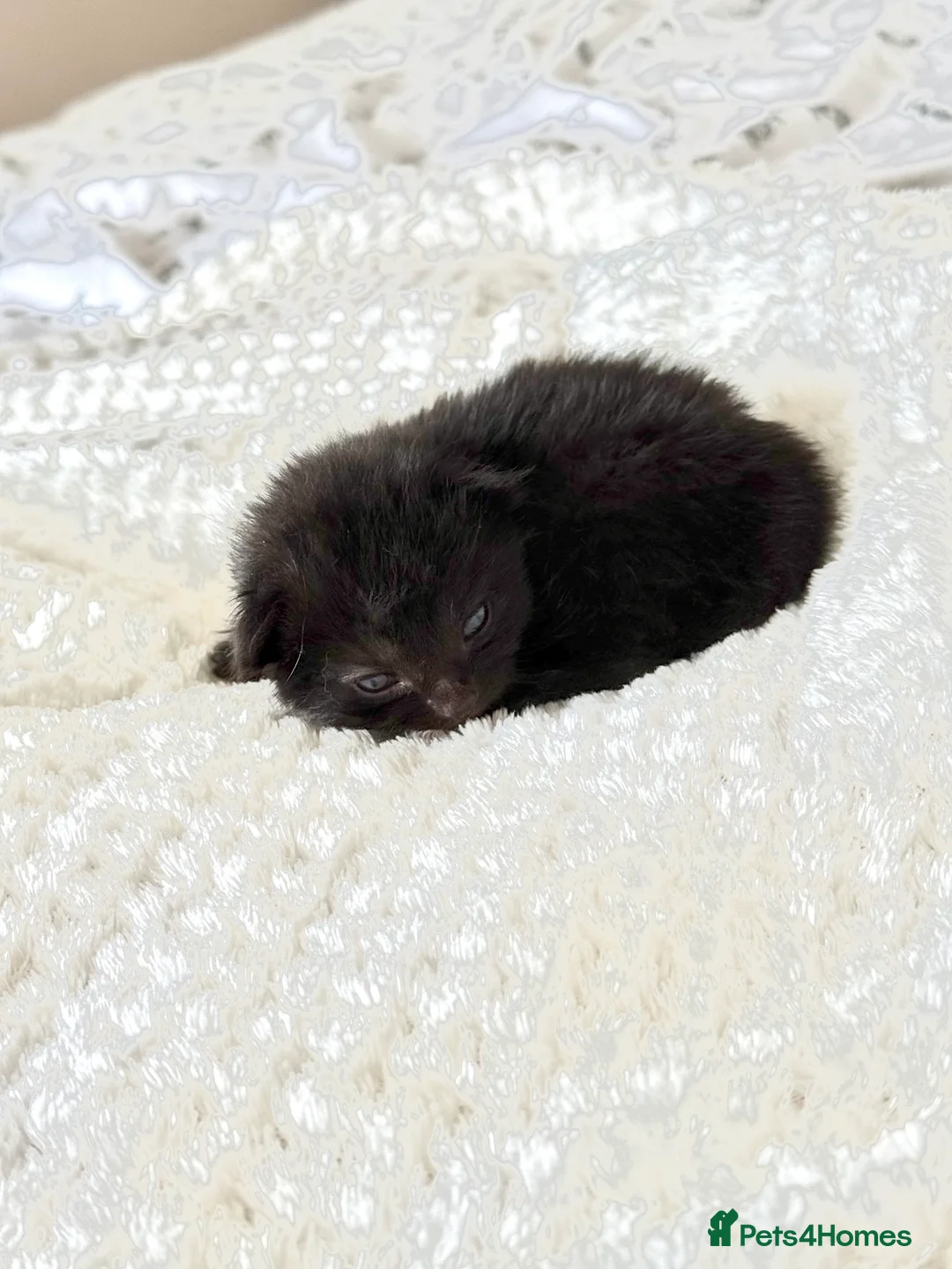 Mixed Breed cats for sale: 2 gorgeous ginger kittens - Advert 2