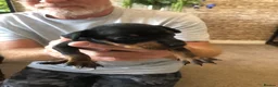 Miniature Pinscher dogs for sale: Kc miniature pinschers 2 boys 4 girls in Darlington - Advert 6