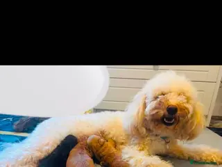 Cockapoo dogs READY NOW TO FIND HOMES - Advert 2