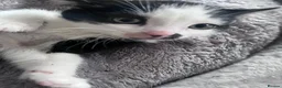Mixed Breed cats for sale: 2 Handsome Tuxedo Boys 10 weeks old - Advert 6