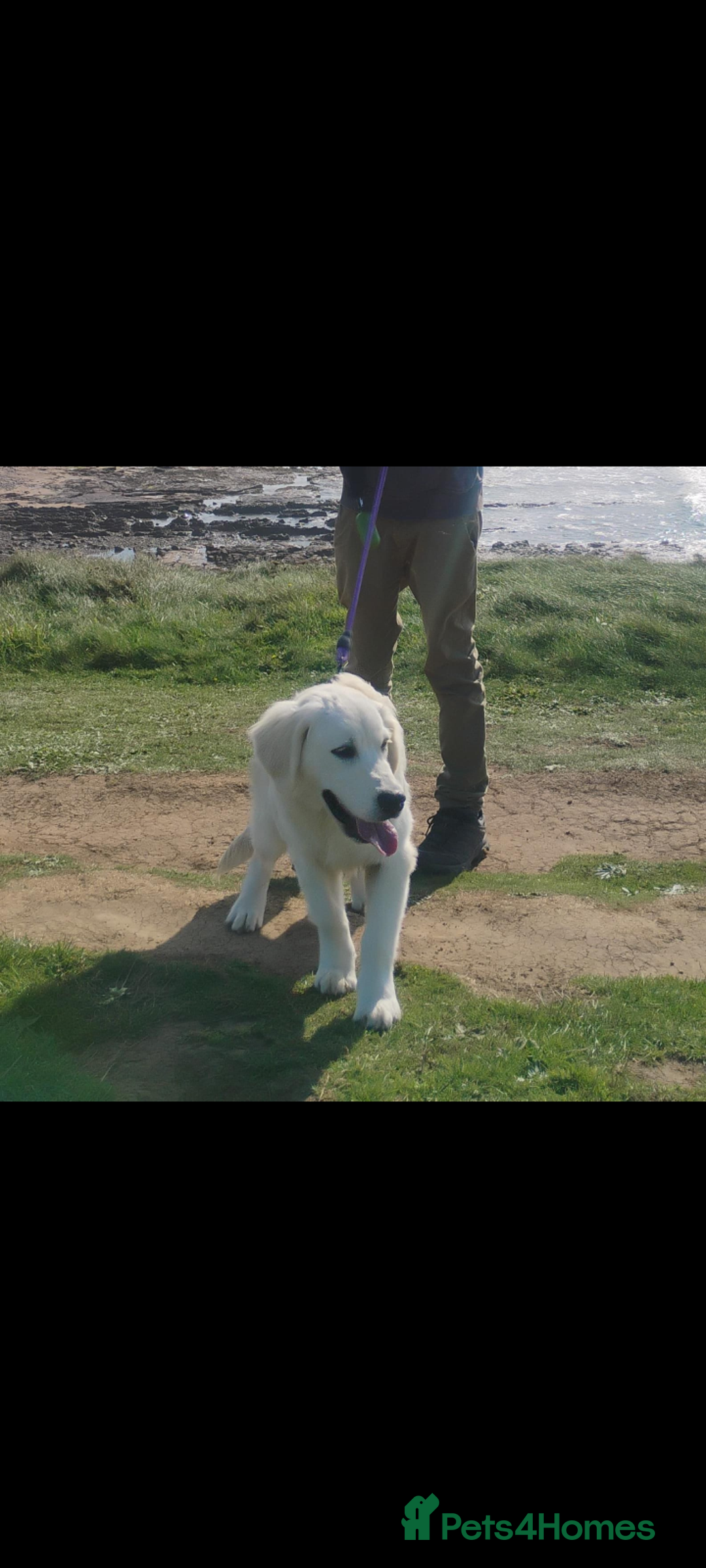 Golden Retriever dogs for sale: KC Registered 10 month old Male golden retriever  - Advert 5