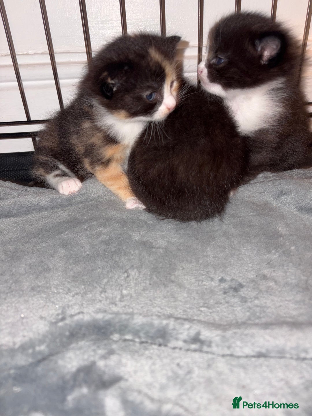 Mixed Breed cats for sale: Adorable Litter of Kittens ready for  🎄🐾 — £150 - Advert 2