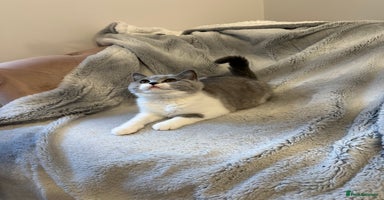 British Shorthair cats in Crewe - Advert 13