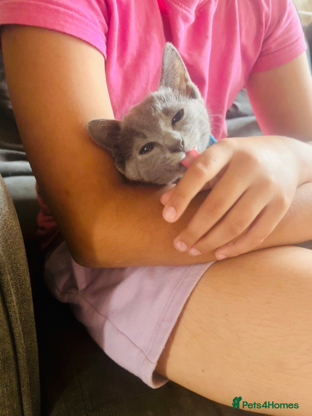 Russian Blue cats for sale: READY TO LEAVE pure pedigree Russian blue kittens! - Image 17