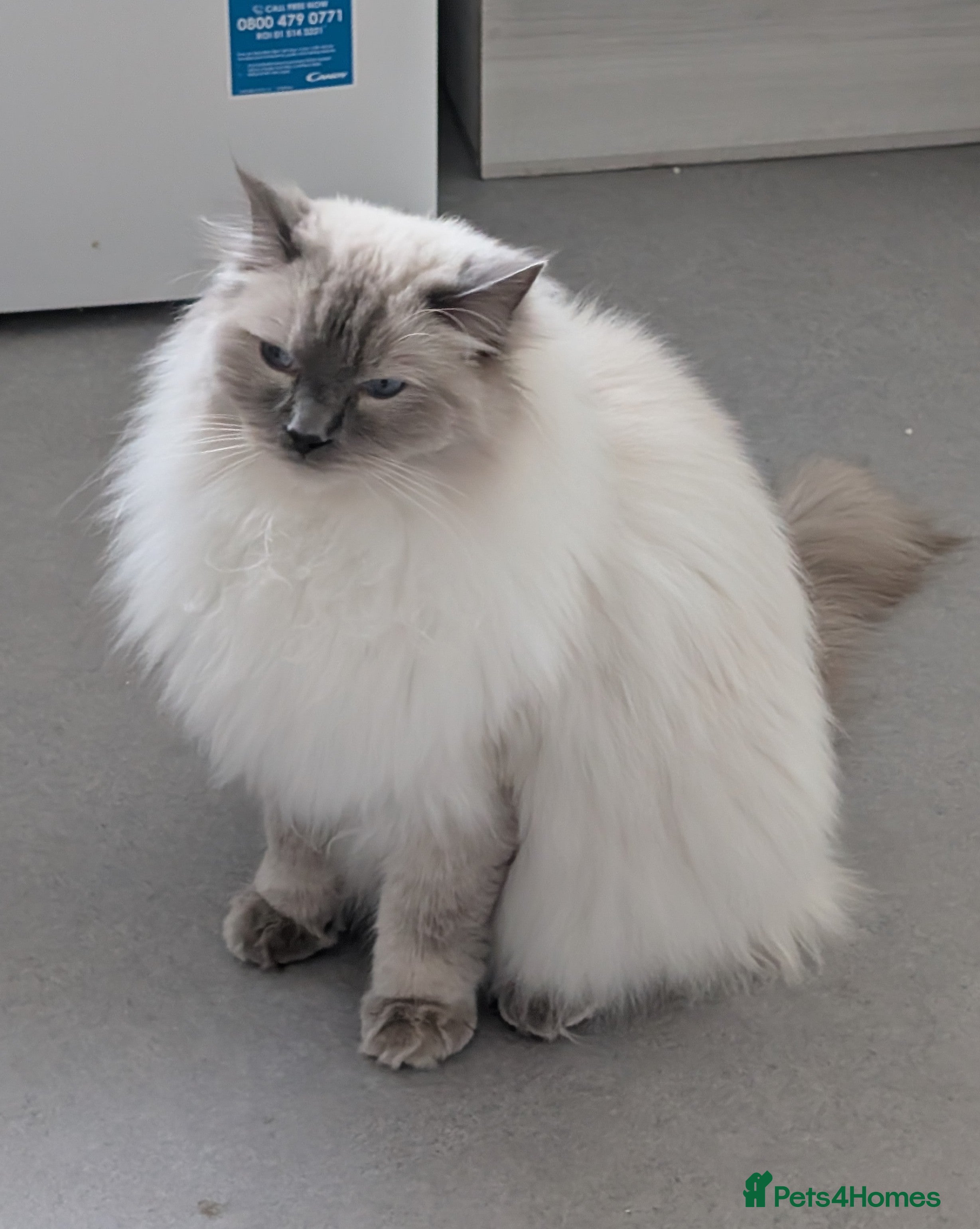 Ragdoll cats Male blue point ragdoll  - Advert 1