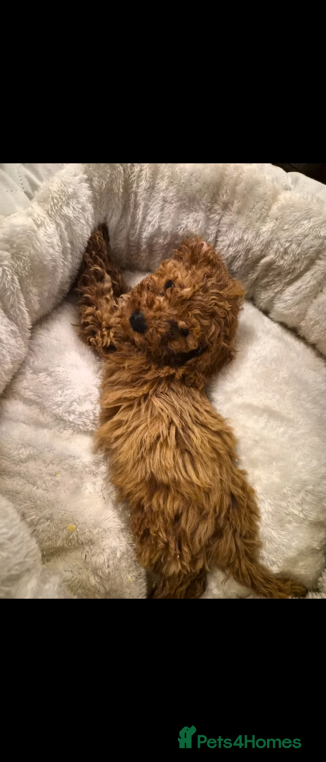 Cavapoo dogs for sale: 4 month old red cavapoo - Advert 2