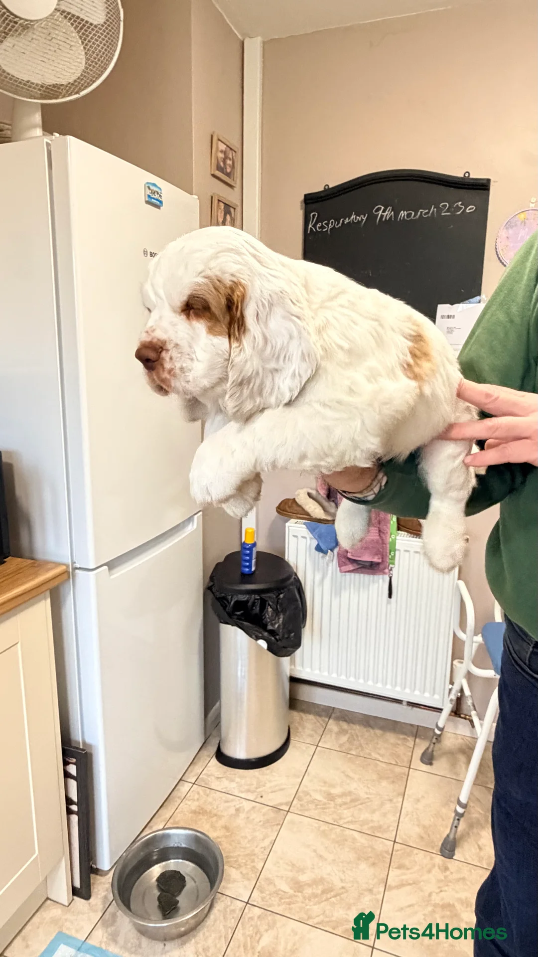Clumber Spaniel dogs for sale: Clumber Spaniel dog puppy  - Advert 6