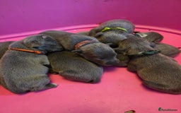 Staffordshire Bull Terrier dogs for sale: Staffy puppys  - Image 8