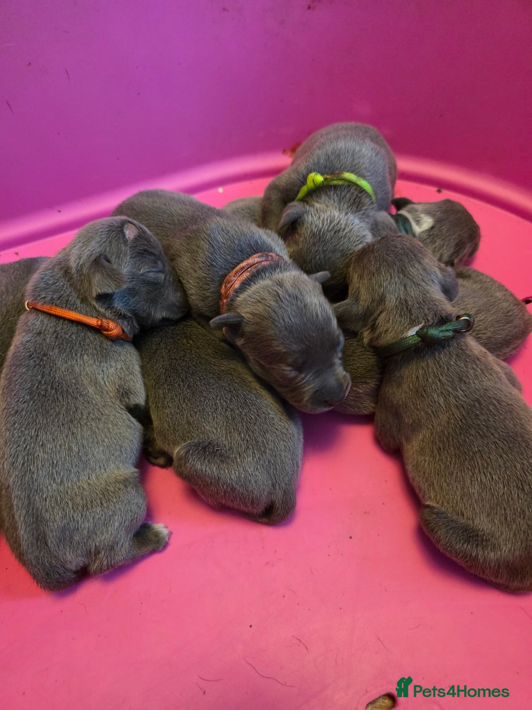 Staffordshire Bull Terrier dogs for sale: Staffy puppys  - Image 8