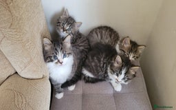 British Shorthair cats for sale: British Short-hair kittens - Image 1