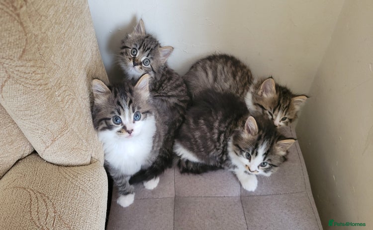British Shorthair cats for sale - Advert 1