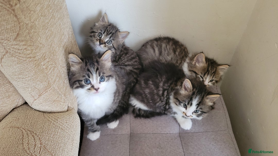 British Shorthair cats for sale: British Short-hair kittens - Image 1