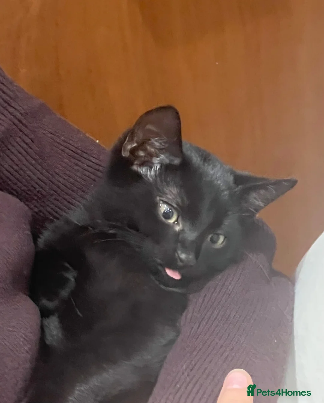 Mixed Breed cats for sale: Two black male kittens in Melton Mowbray - Advert 2