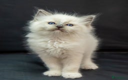 Ragdoll cats for sale: Beautiful ragdoll kittens  - Image 4