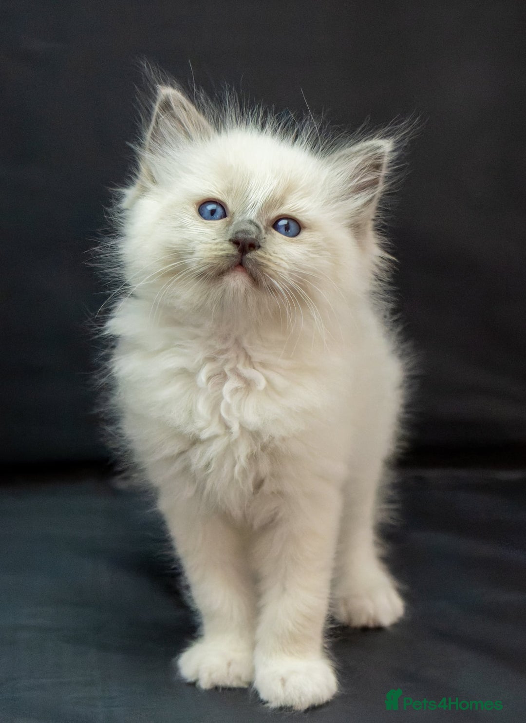 Ragdoll cats for sale: Beautiful ragdoll kittens  - Image 4