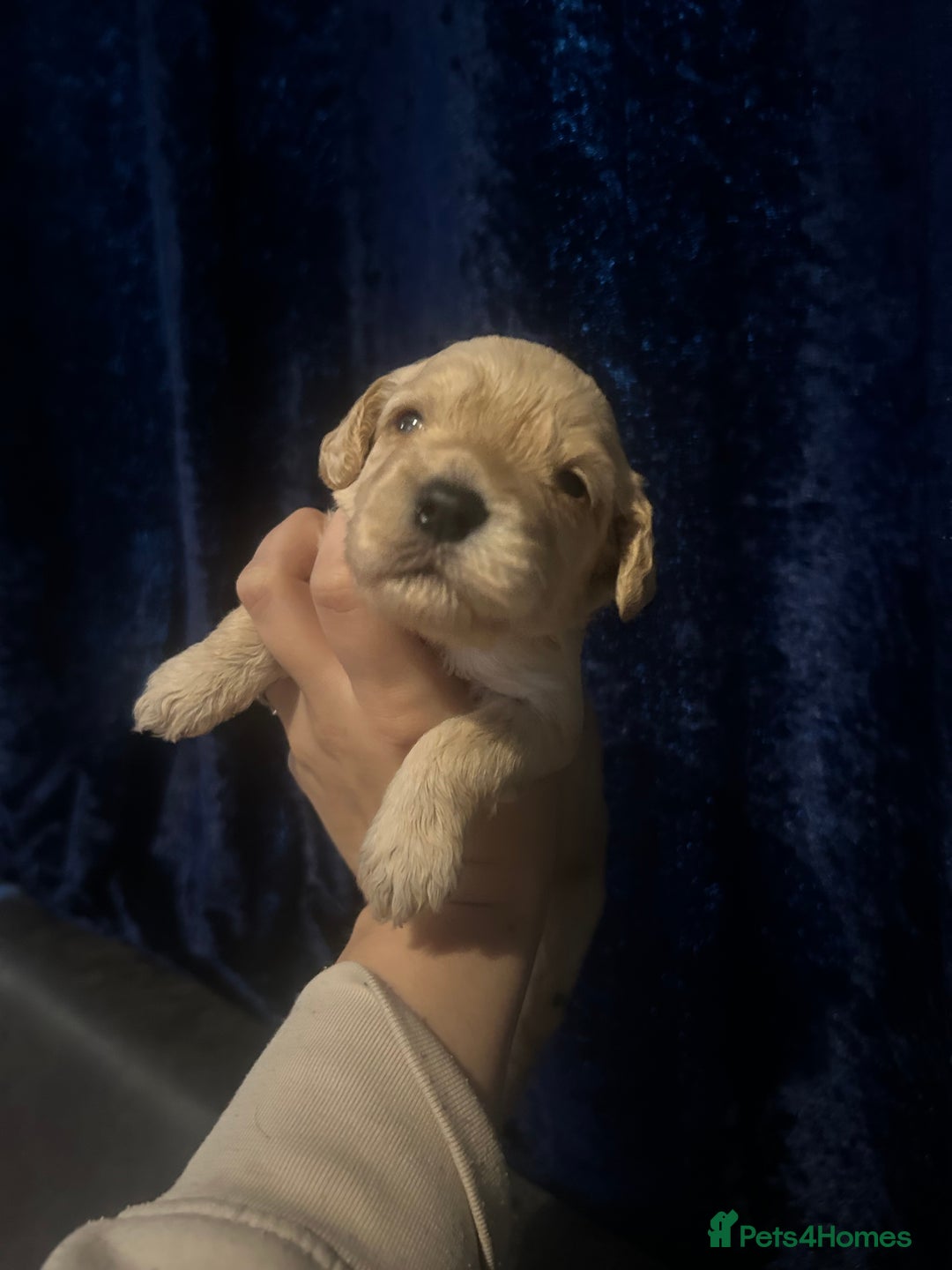 Cockapoo dogs for sale: F1 cockapoos  - Advert 10