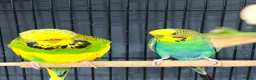 Budgerigars birds for sale: Budgies and cage  in Swadlincote - Advert 4