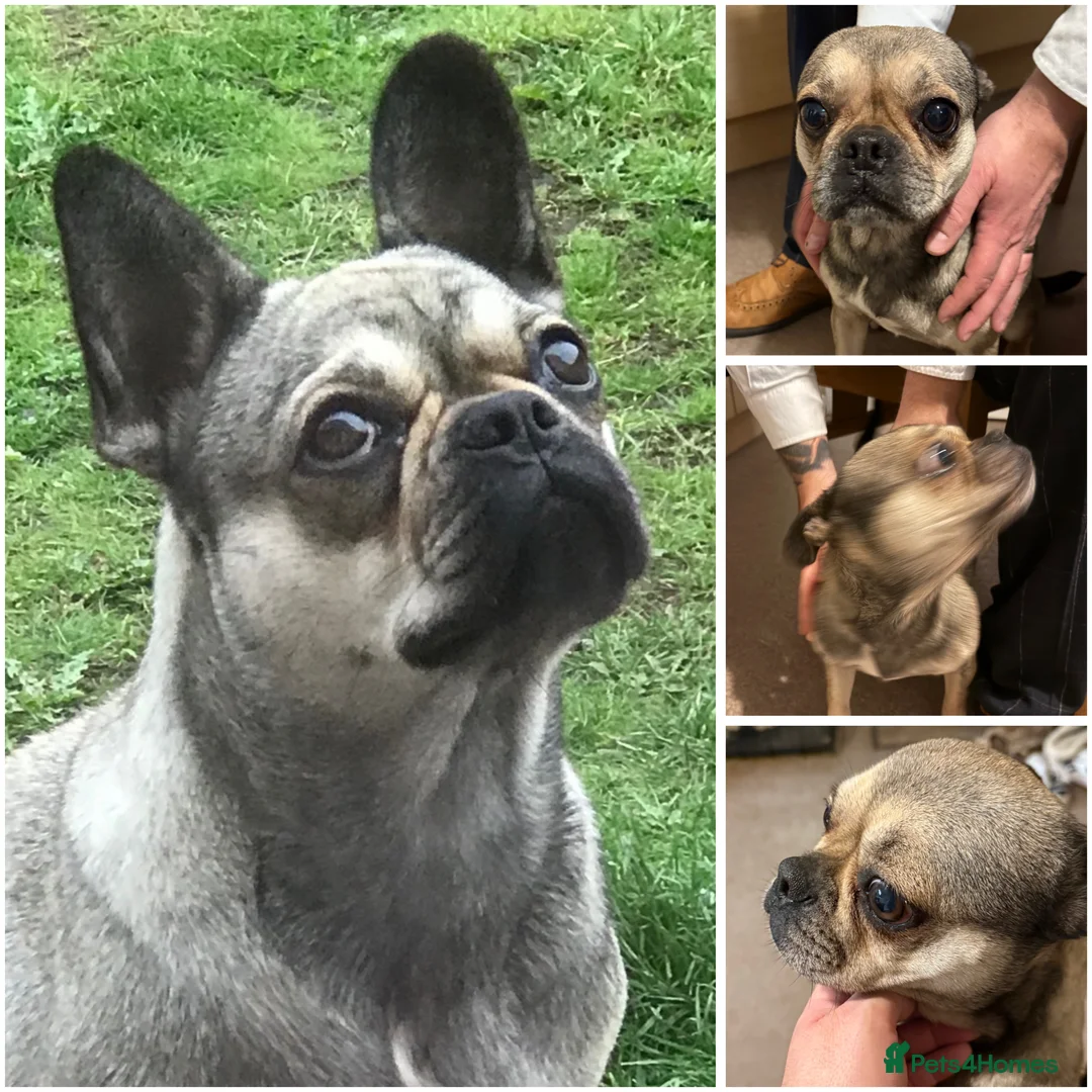Frug dogs for sale: New Forever Home Required For Lulu - Advert 1
