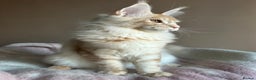 Maine Coon cats for sale: Pedigree Tica registered maine coon - Advert 6