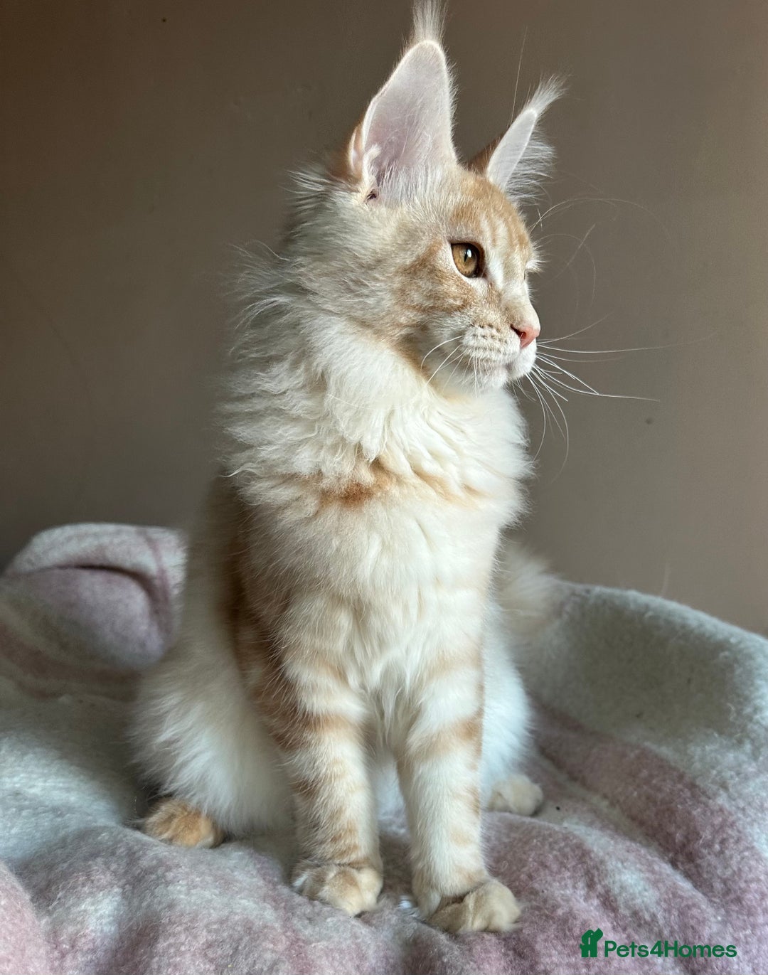Maine Coon cats for sale: Pedigree Tica registered maine coon - Advert 6