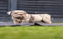 English Bulldog dogs for sale: English Bulldog puppies  - Image 13