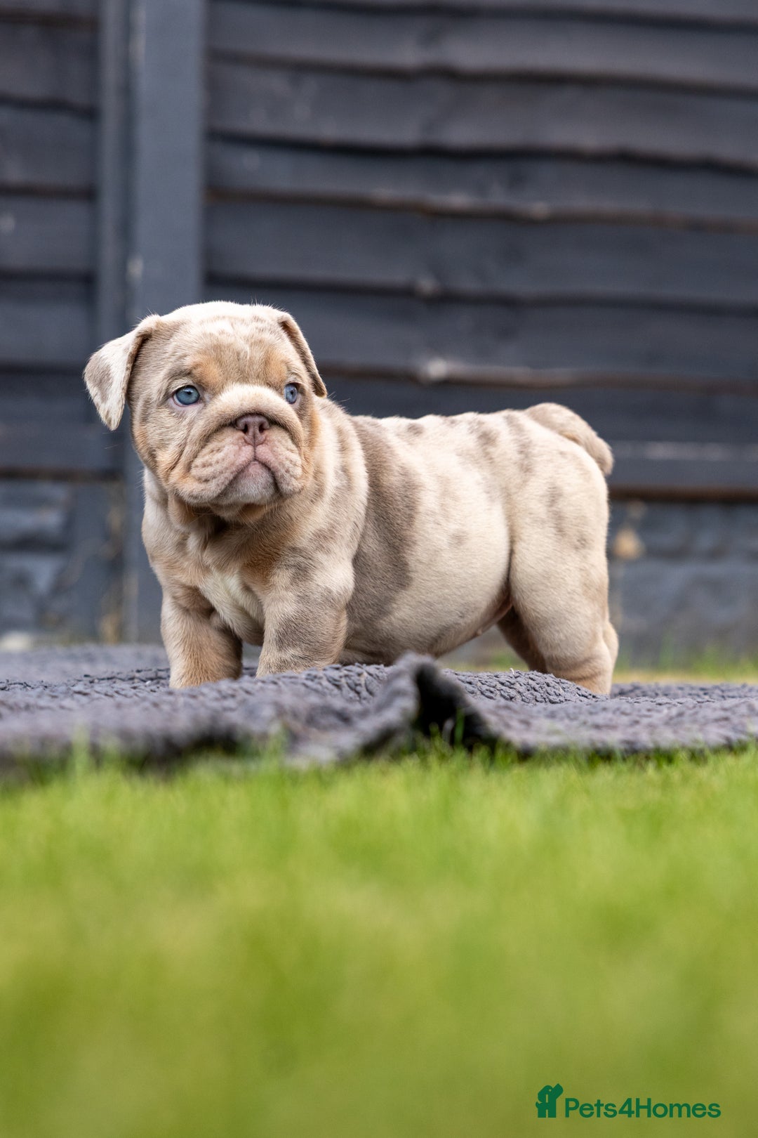 English Bulldog dogs for sale: English Bulldog puppies  - Image 13