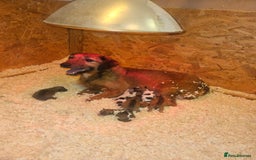 Mixed Breed dogs for sale: Boarder terrier x jack Russell  - Image 8