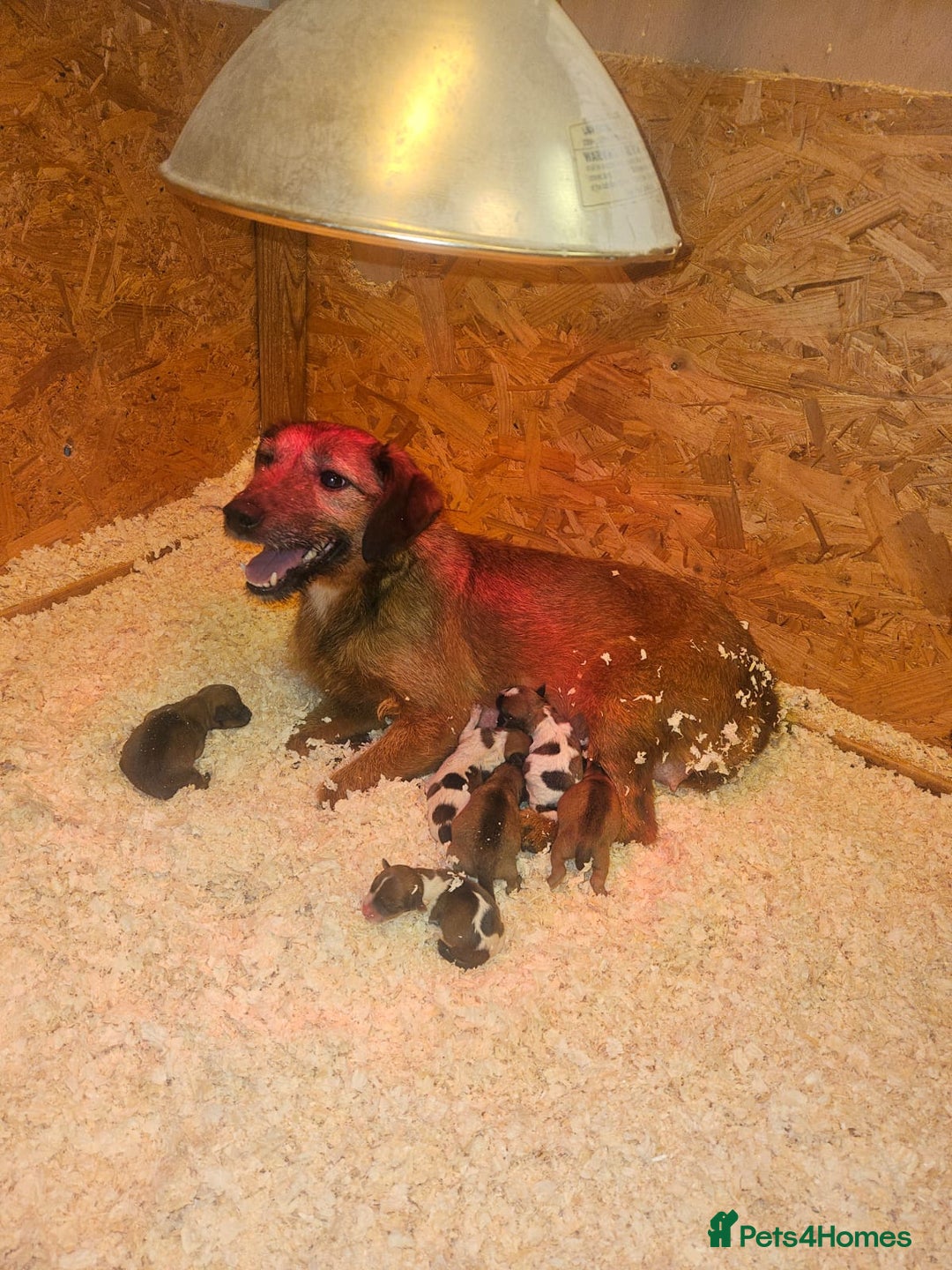 Mixed Breed dogs for sale: Boarder terrier x jack Russell  - Image 8