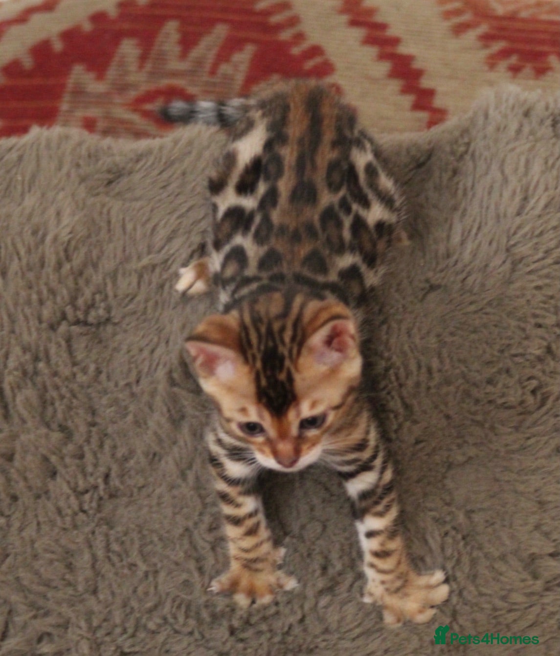 Bengal cats Gorgeous pure Bengal Girl with European Champ dad! - Advert 5
