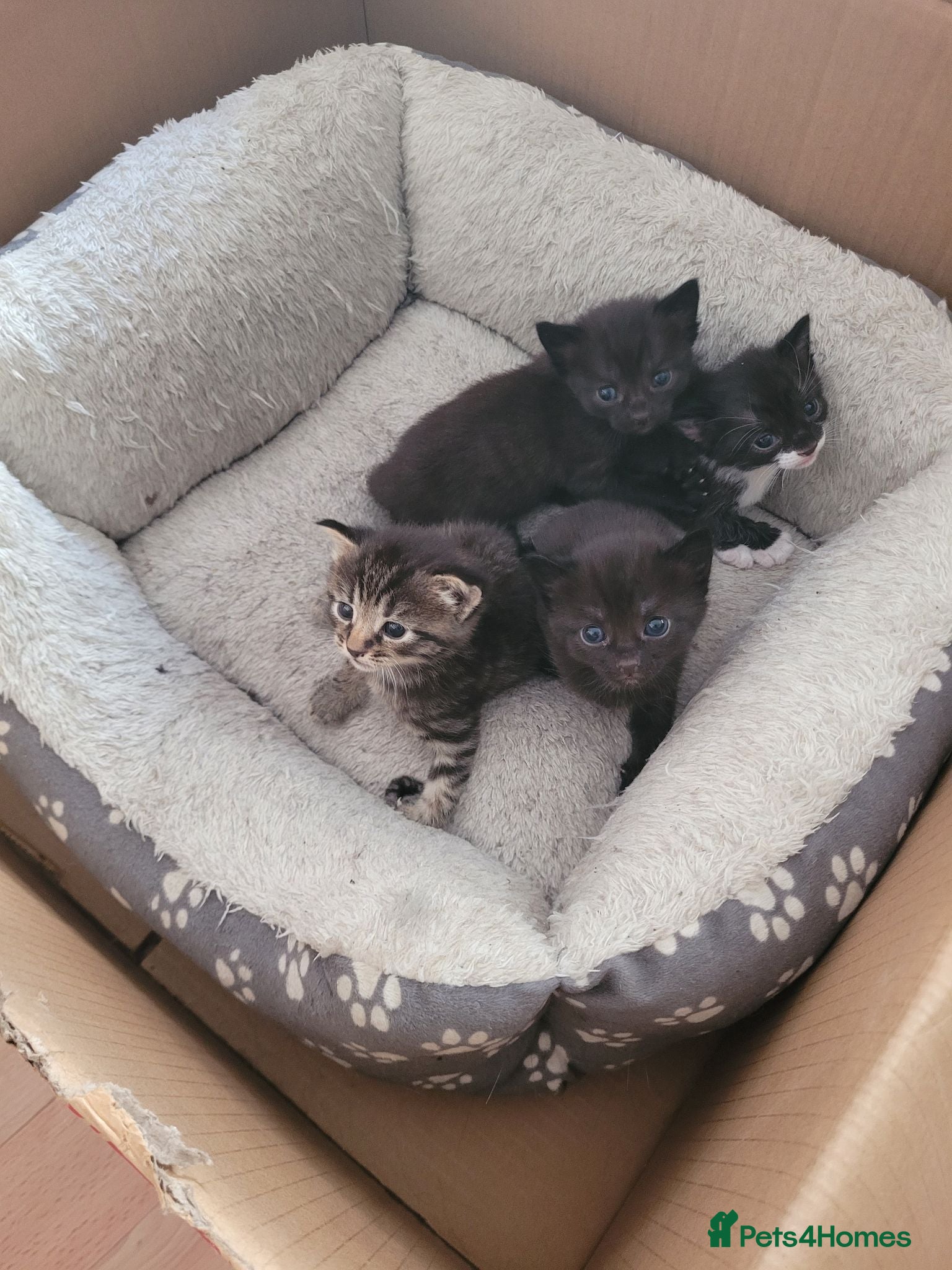Mixed Breed cats Cute mixed breed kittens for sale - Advert 2