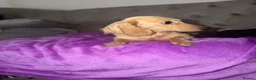 Dachshund dogs for sale: Miniature cream dachshund long haired - Advert 5