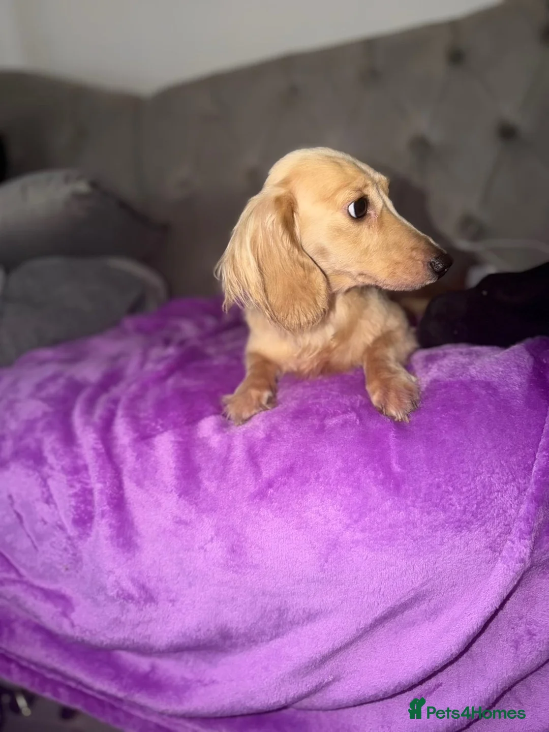 Dachshund dogs for sale: Miniature cream dachshund long haired - Advert 5