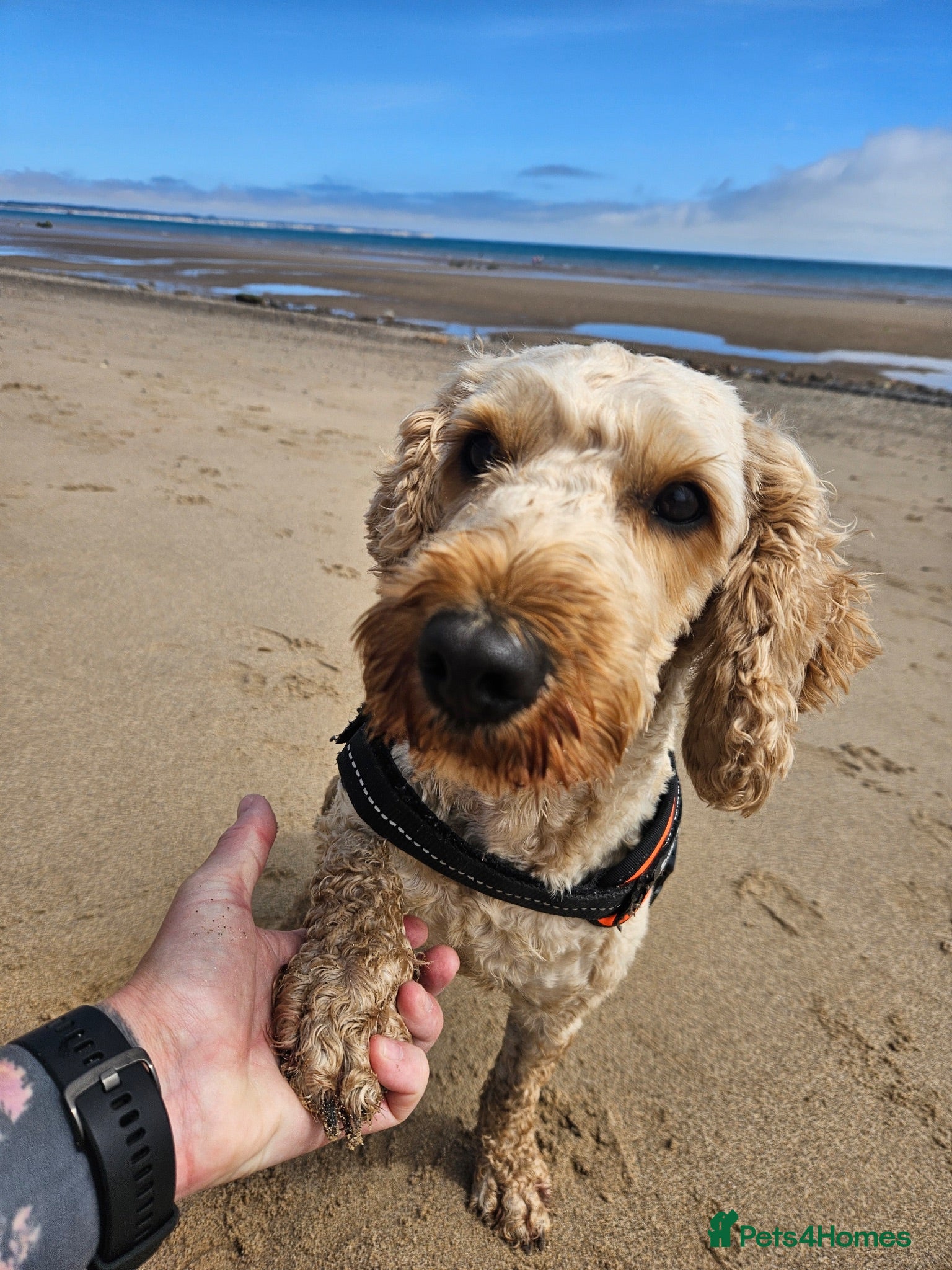 Cockapoo dogs Male cockapoo - Advert 1