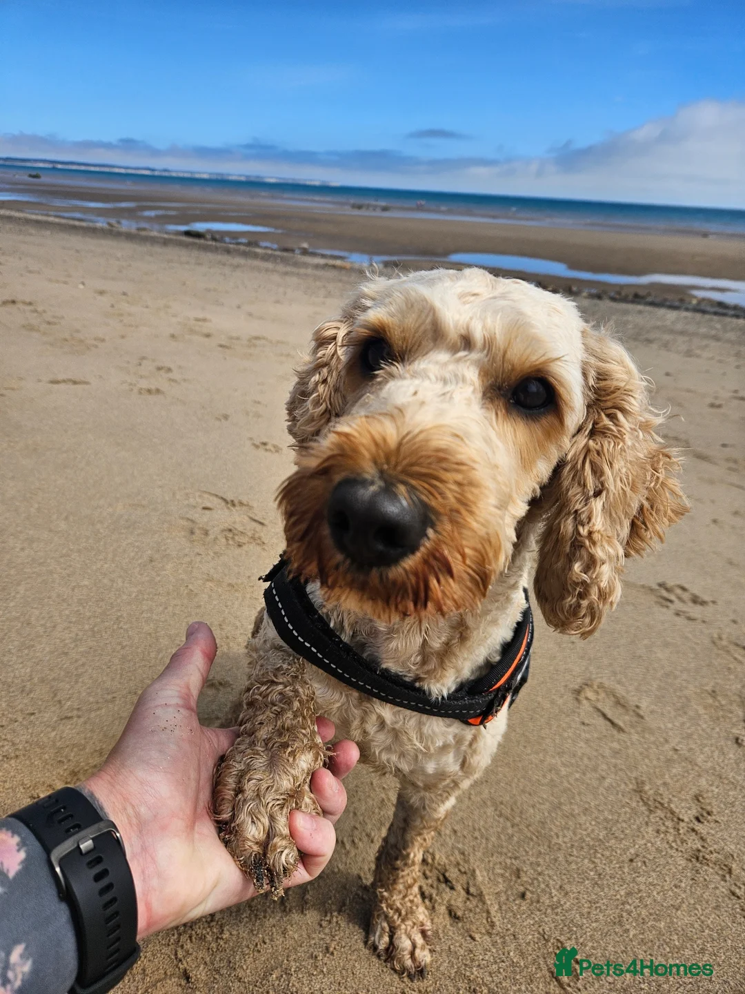 Cockapoo dogs for sale: Male cockapoo in Hull - Advert 1