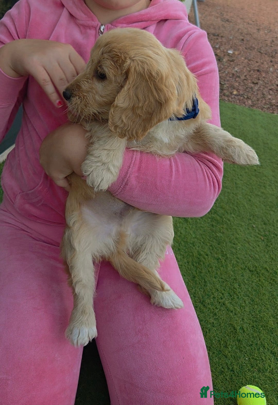 Cockapoo dogs for sale: Cockapoo puppys for sale - Image 16